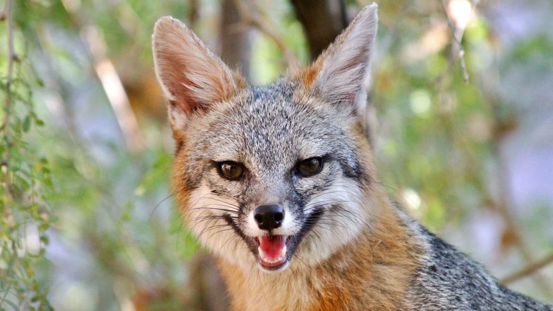 fox, smile, animal, brown, cute, 4k