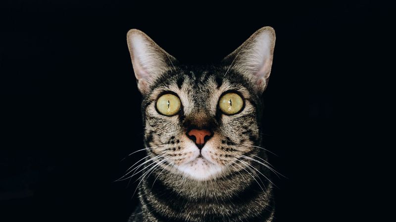 cat, glance, pet, gray, striped, 4k