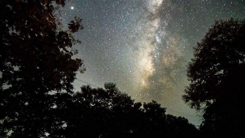 trees, starry sky, night, dark, nature, 4k