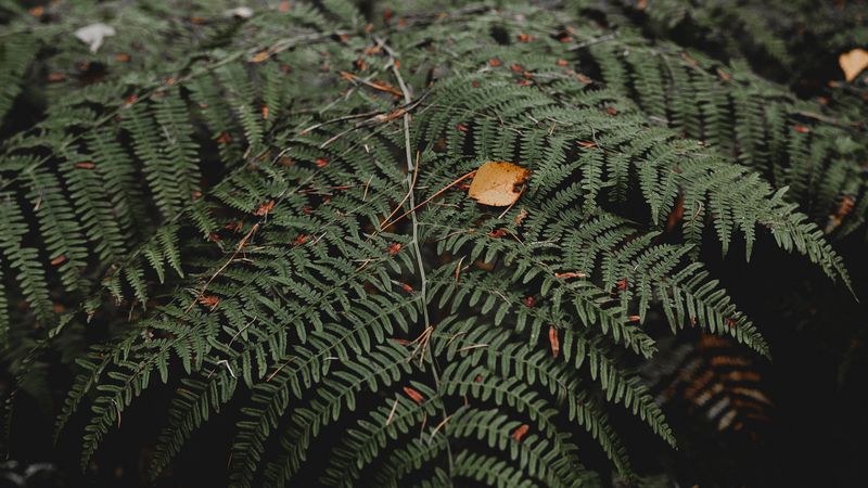 fern, leaves, plant, nature, 4k