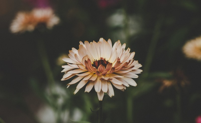 aster, flowers, hd, 4k, 5k