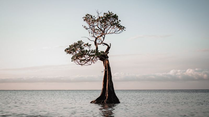 tree, water, nature, 4k