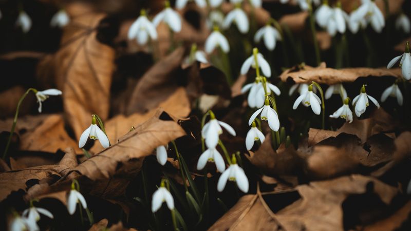 snowdrops, white, flowers, leaves, spring, 4k