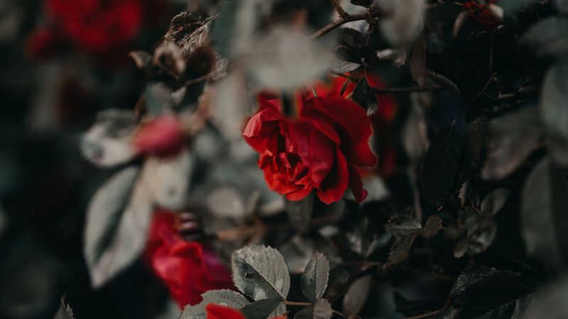 roses, flowers, red, plant, bush, 4k