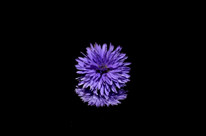 blossom, purple, flower, background, hd, 4k, 5k