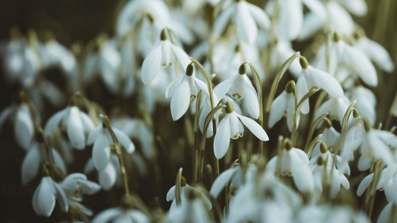 snowdrops, white, flowers, spring, 4k