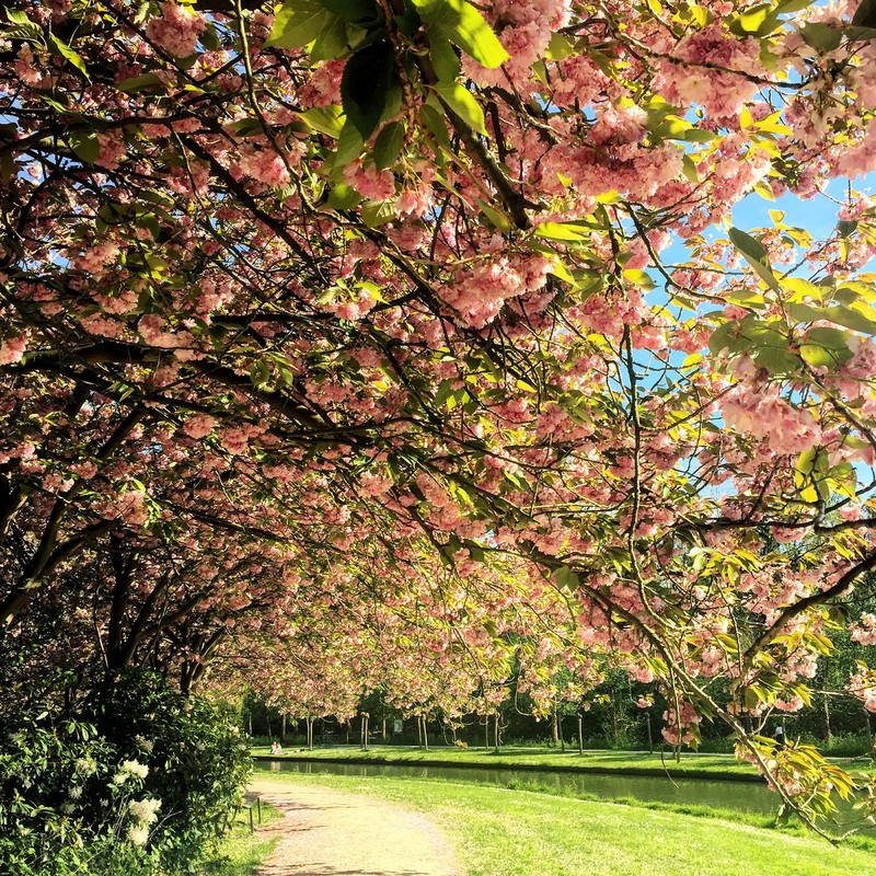 trees, flowers, river, hd
