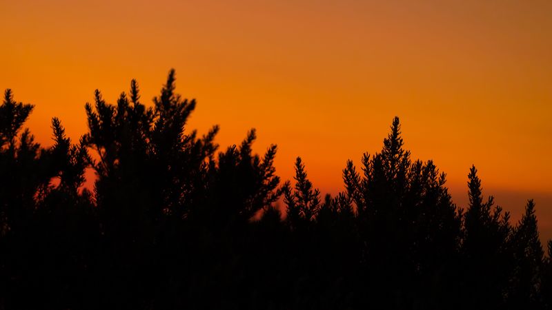 bush, silhouette, dark, dusk, nature, 4k