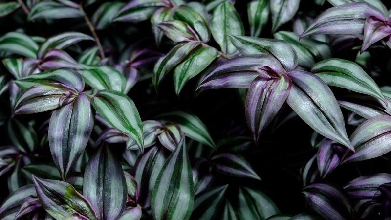 plant, leaves, green, purple, 4k