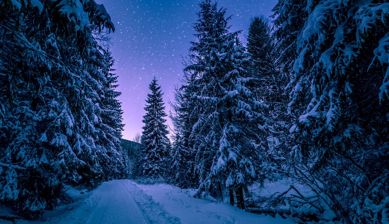 trees, nature, hd, snow, 4k, 5k, forest, winter