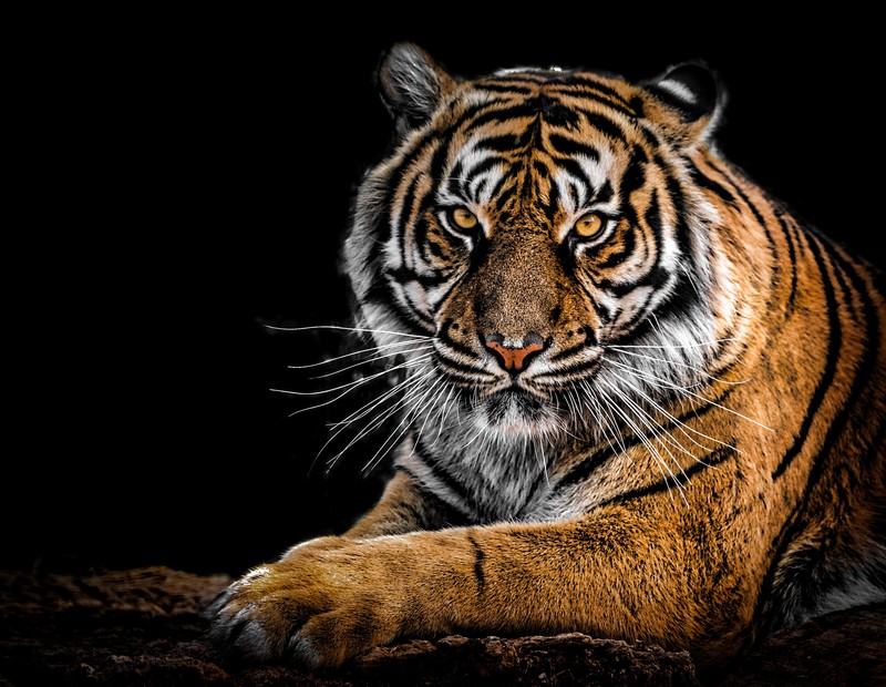 tiger, animals, hd, 4k, closeup