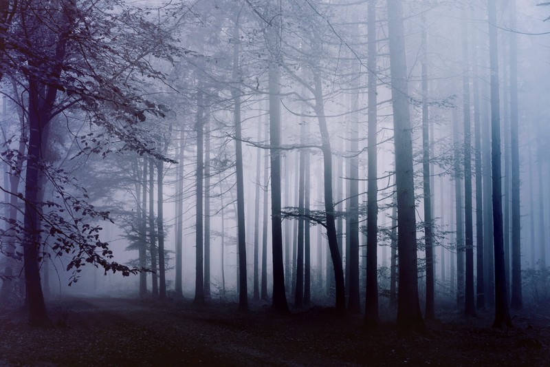 forest, fog, morning, hd, 4k, nature