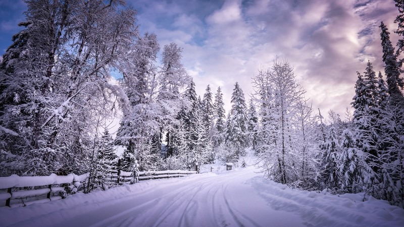 winter, road, snow, trees, white, hd, 4k