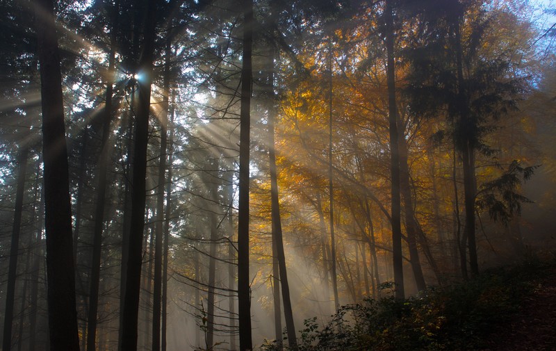 nature, trees, hd, sun, fog, leaf, light, 4k