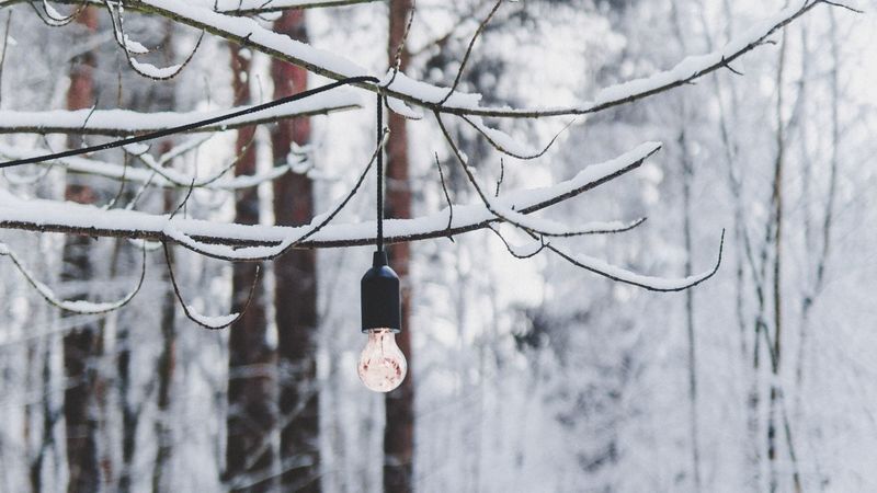 branch, light bulb, forest, snow, winter, 4k
