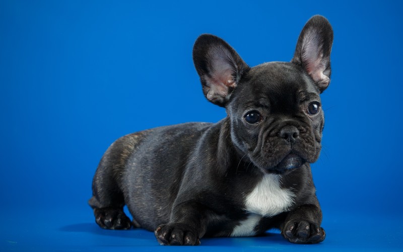 french bull dog, bull dog, dogs, animals, hd
