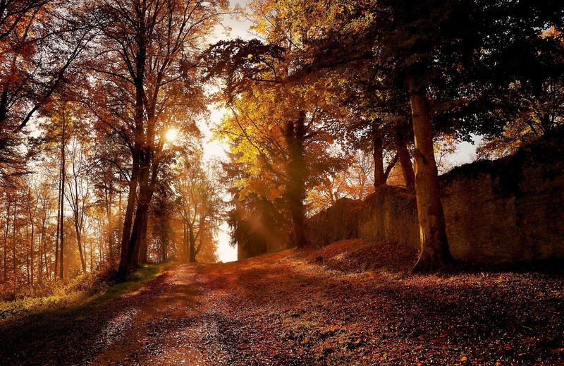 autumn, nature, trees, leaf, hd, park