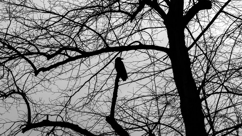 tree, bird, silhouette, dark, bw, 4k