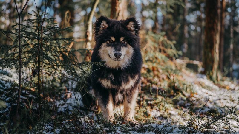 dog, glance, pet, fluffy, 4k