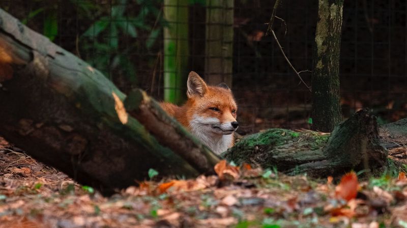 fox, brown, animal, trees, 4k