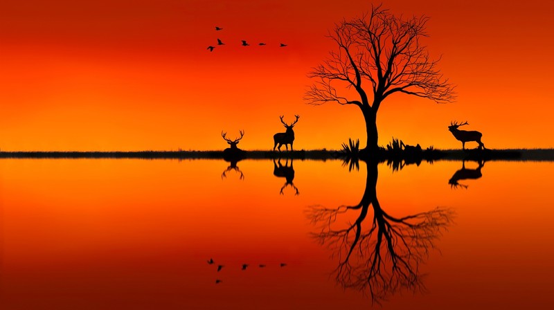 elk, animals, sunset, evening, horizon, hd