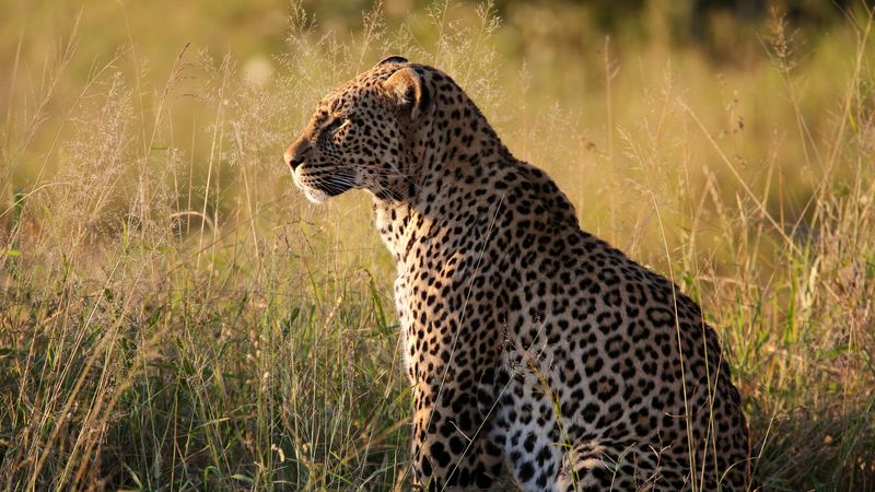 leopard, big cat, predator, beast, grass, 4k