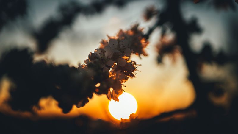 sunset, sun, flowers, branch, cherry, 4k