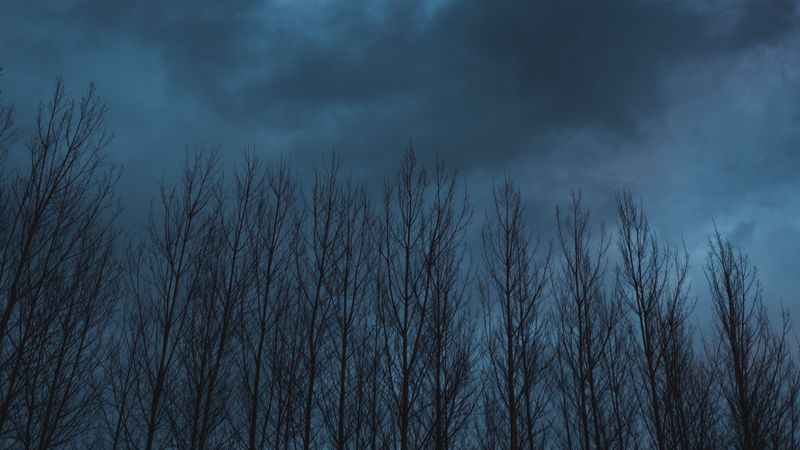 trees, sky, clouds, dark, nature, 4k