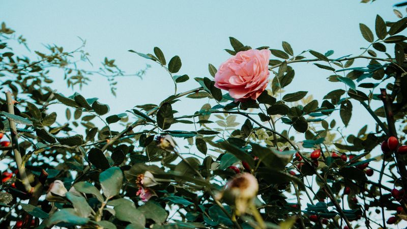 rose, pink, flower, bush, plant, 4k