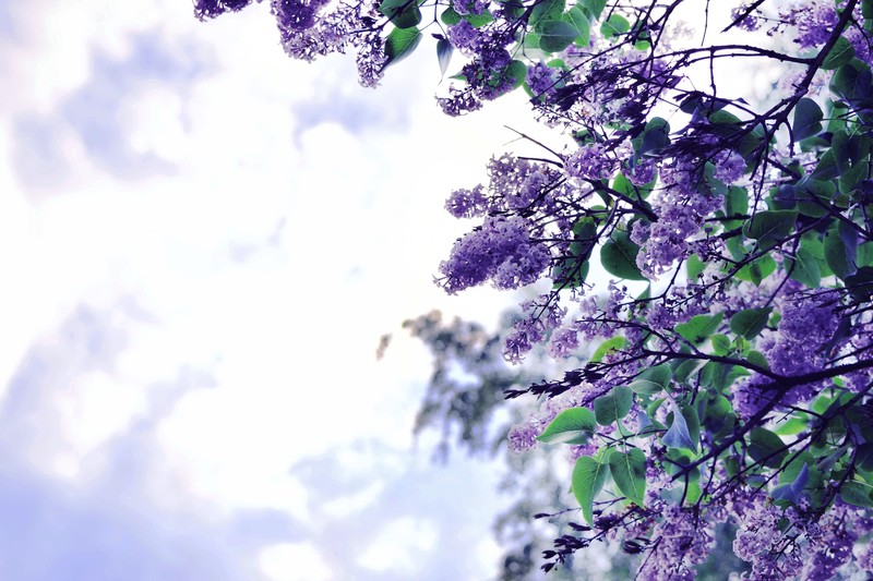 lilac, flowers, tree, nature, hd