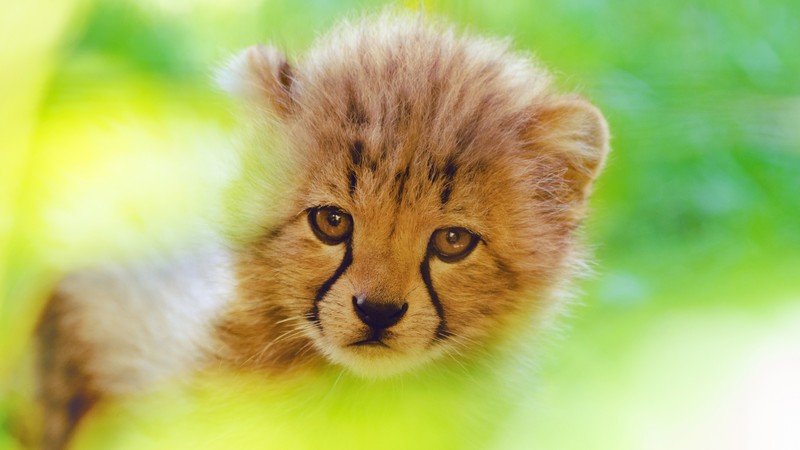 cub, cheetah, animals, hd, 4k
