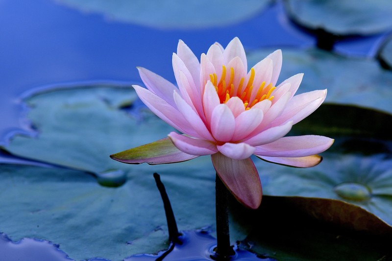 water lilies, flowers, hd