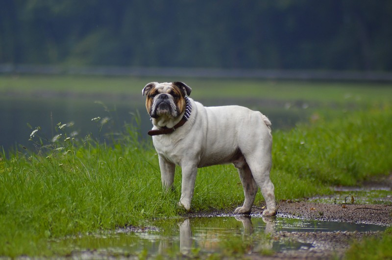 bulldog, animals, dog, rain, hd, 4k, 5k