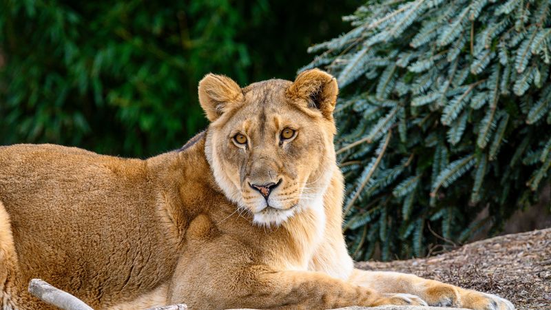 lioness, glance, big cat, beast, wildlife, 4k