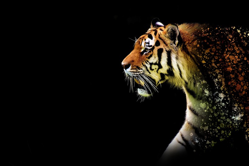tiger, animals, 4k, 5k, hd, abstract, artwork