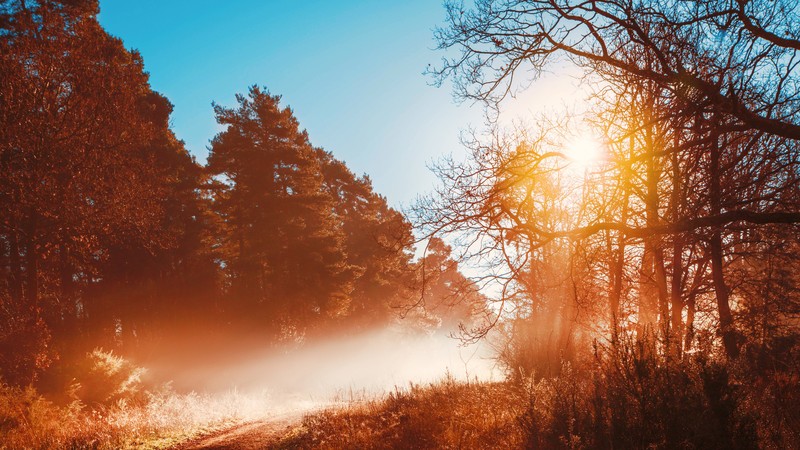 autumn, nature, forest, hd, 4k, 5k, sunbeam