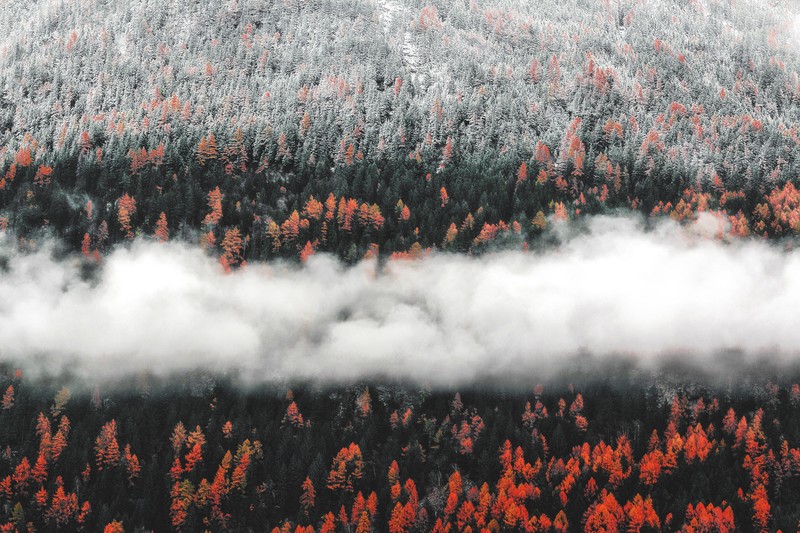 autumn, trees, nature, hd, 4k, 5k, forest, landscape, fog, mist