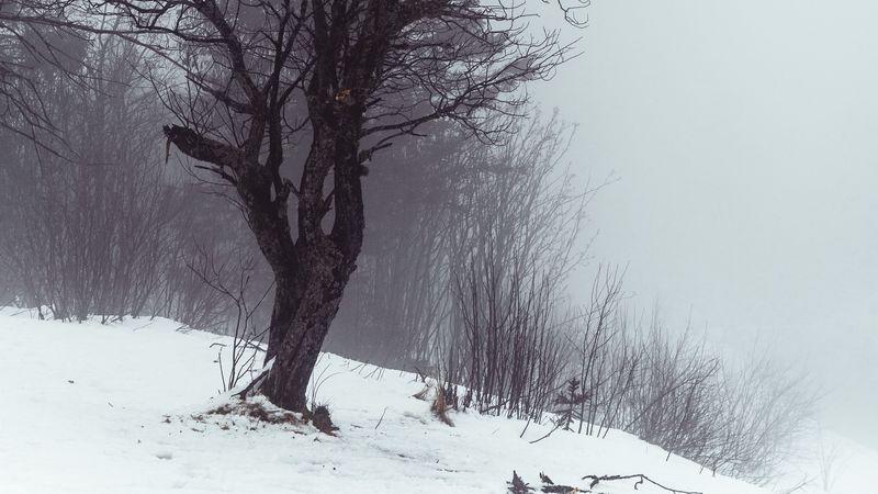 tree, fog, snow, winter, nature, 4k