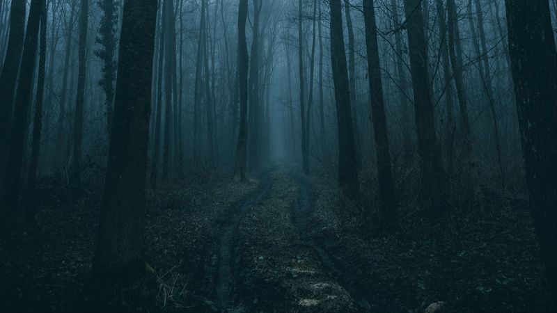 forest, fog, path, trees, nature, 4k