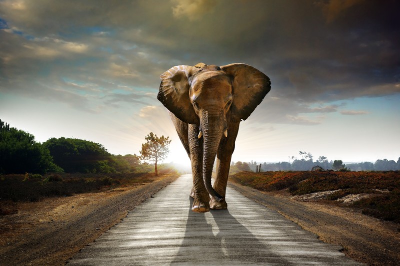 elephant, animals, 4k, 5k, hd, 8k, road, walking