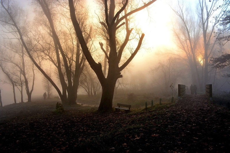 park, fog, nature, hd, people