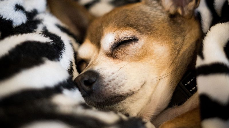 chihuahua, dog, sleep, pet, blanket, 4k