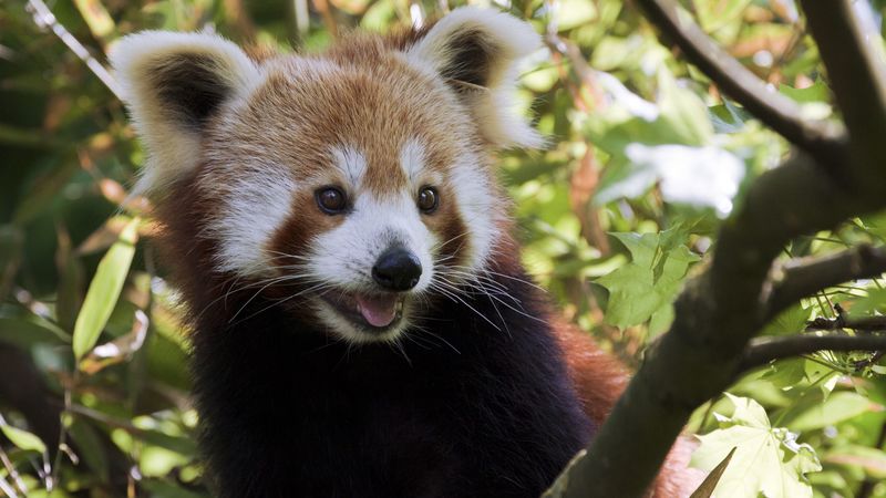 red panda, protruding tongue, animal, branches, glance, 4k