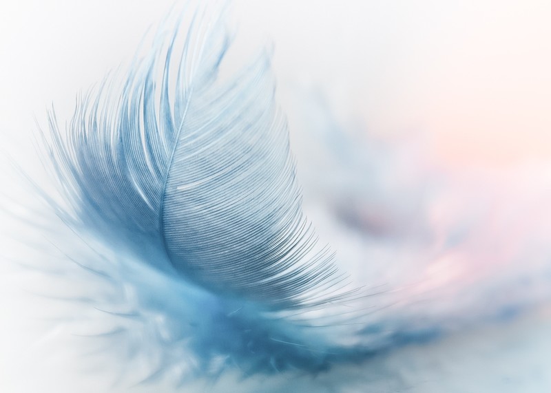 feather, wing, spring, nature, hd
