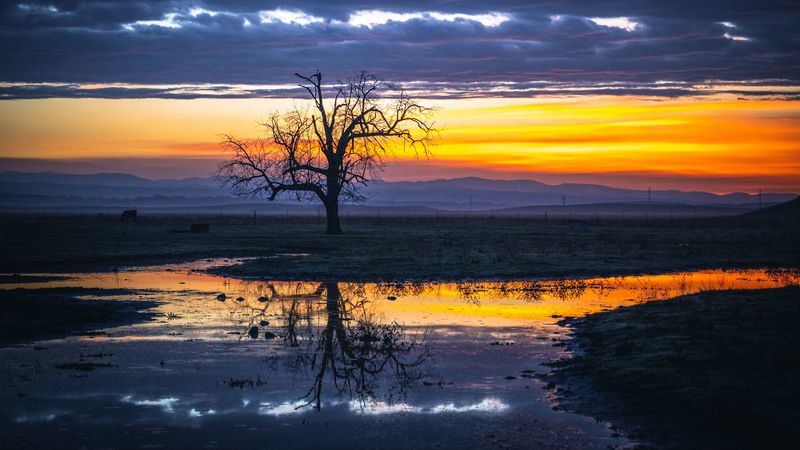 tree, water, reflection, dusk, nature, 4k