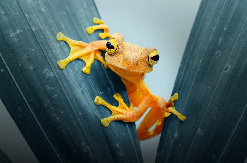 frog, animals, closeup, hd
