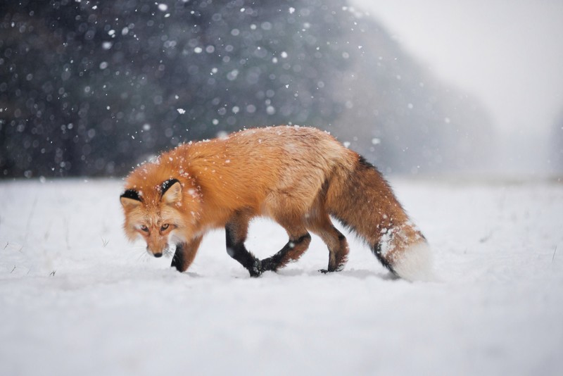 fox, snow, animals, wild, predator, hd