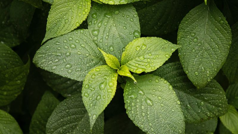 leaves, drops, plant, green, macro, 4k