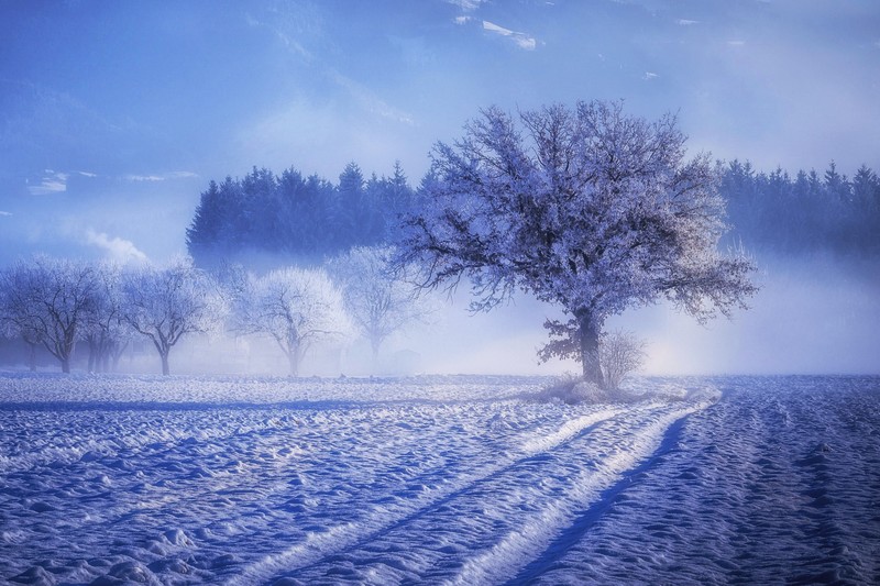 snow, trees, fog, landscape, hd, winter, 4k