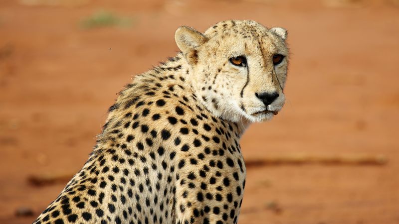 leopard, big cat, glance, predator, wildlife, 4k